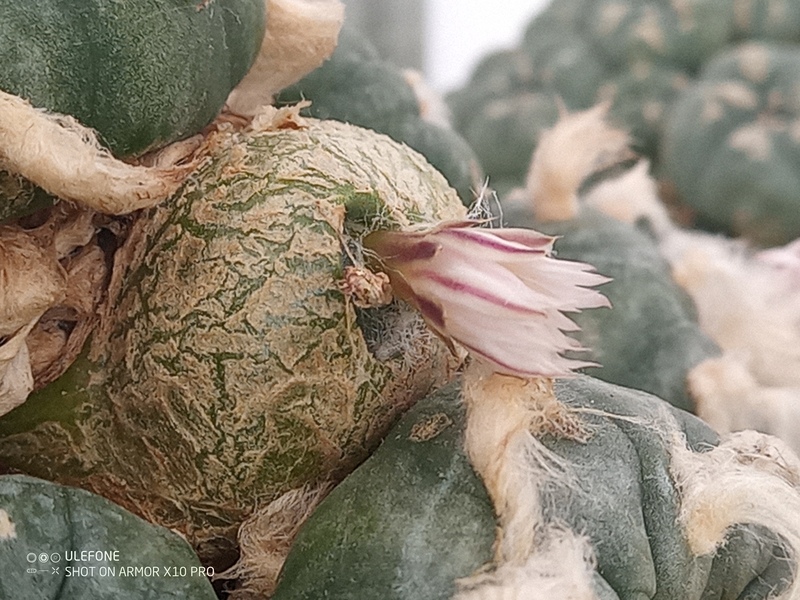 Lophophora koehresii 