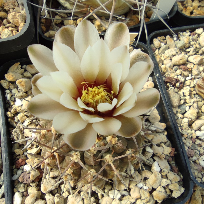 Gymnocalycium piltziorum P 38