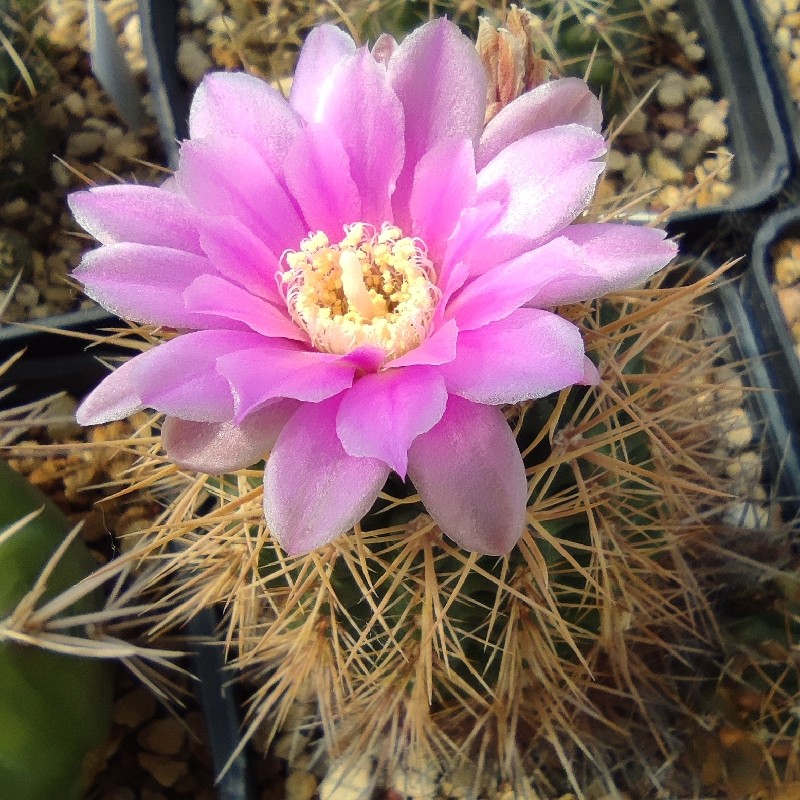 Gymnocalycium neuhuberi US 8