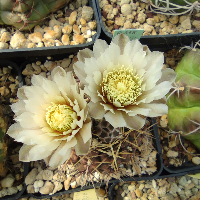 Gymnocalycium borthii Tom 07-146/1