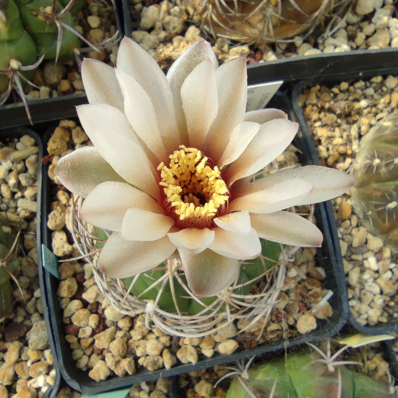 Gymnocalycium nigriareolatum v. densispinum 