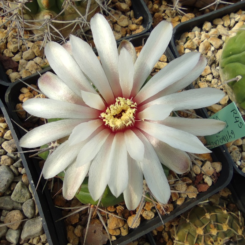 Gymnocalycium mostii Vg 518