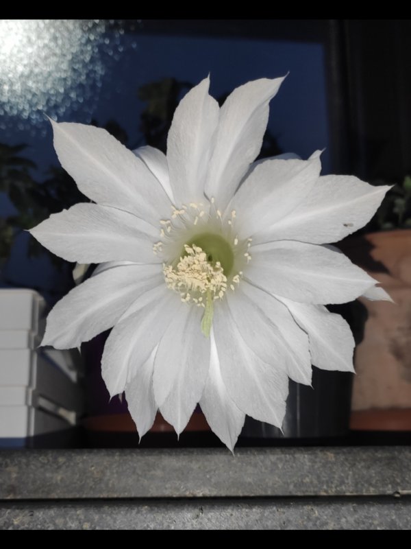 Echinopsis subdenudata 