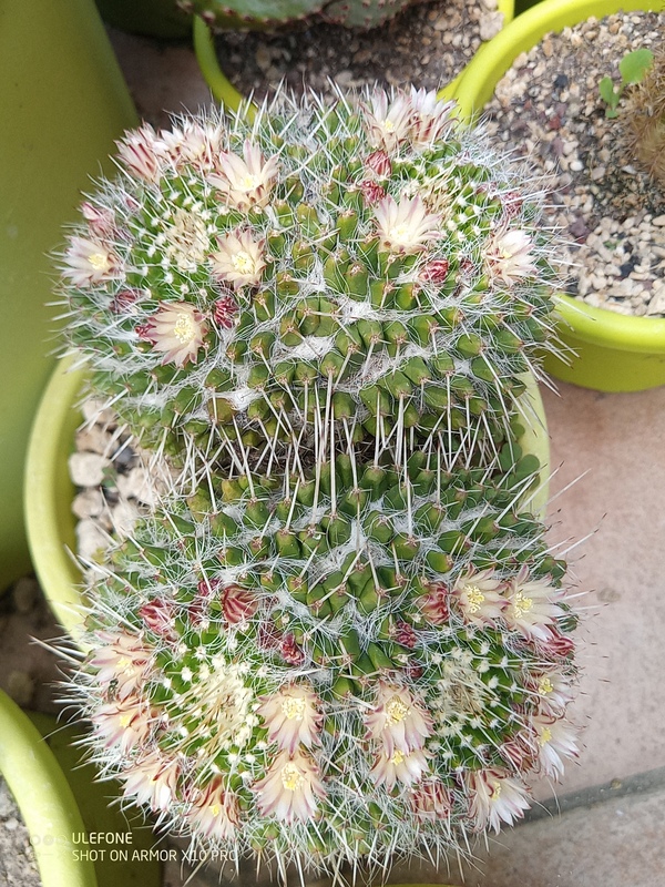 Mammillaria karwinskiana ssp. nejapensis 