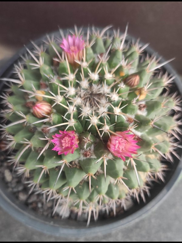 Mammillaria magnimamma 