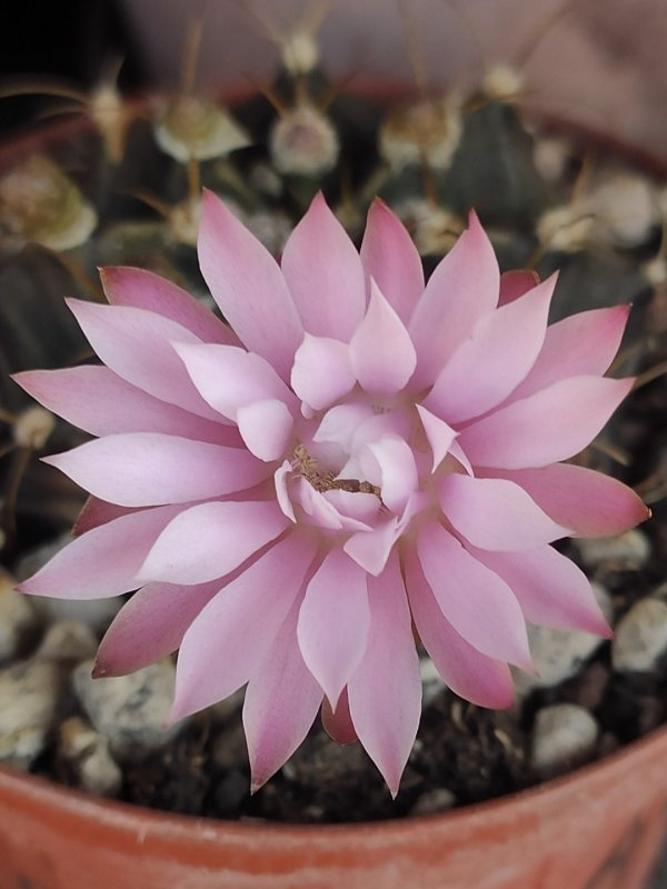 Gymnocalycium anisitsii 