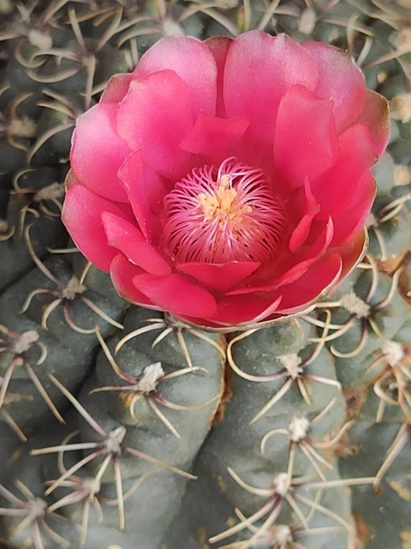 Gymnocalycium baldianum 