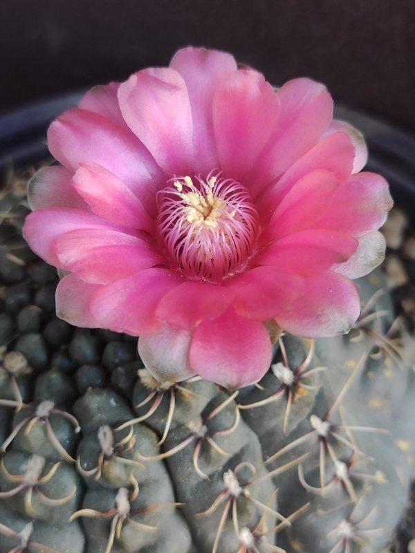 gymnocalycium baldianum