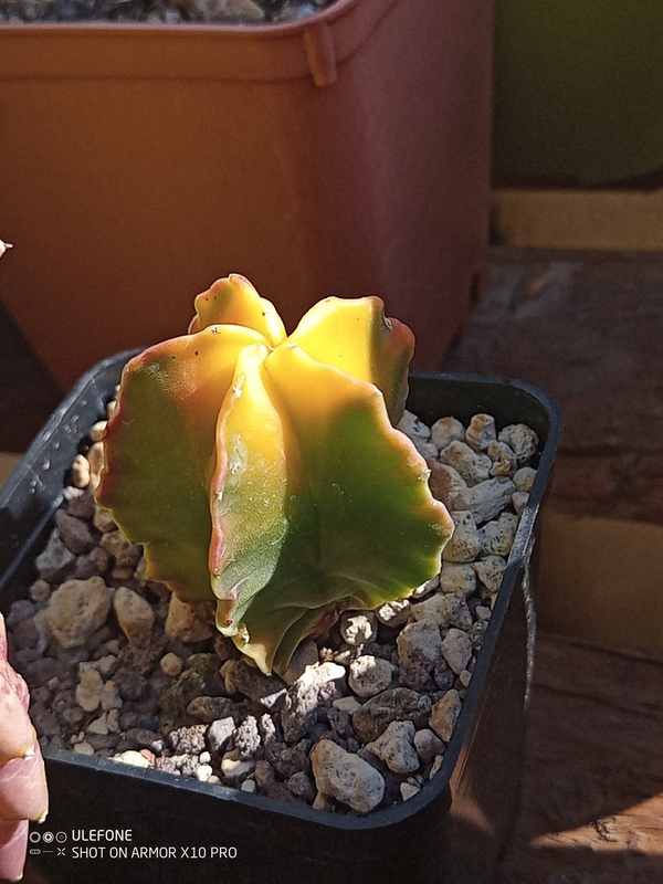 astrophytum myriostigma cv koh yo