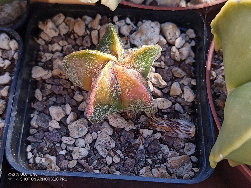 astrophytum myriostigma cv. koh yo