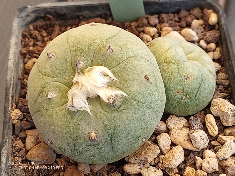 Lophophora diffusa v. swobodaiana 