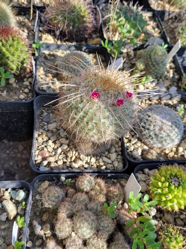 mammillaria celsiana