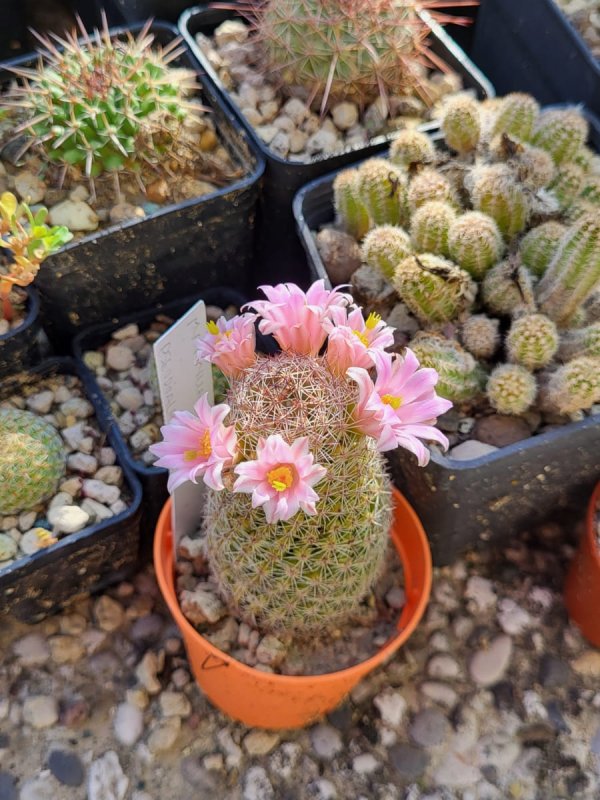 mammillaria pseudoalamensis