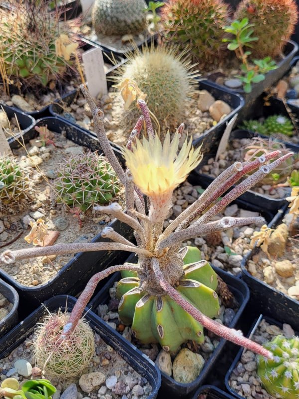 Astrophytum caput-medusae 