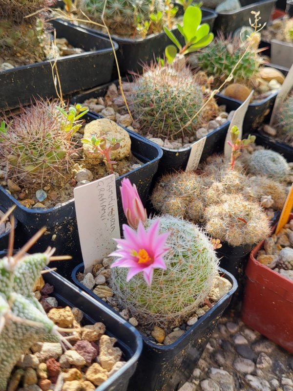 Mammillaria grahamii 