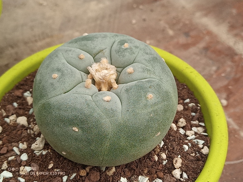 Lophophora diffusa cv. yatagai 