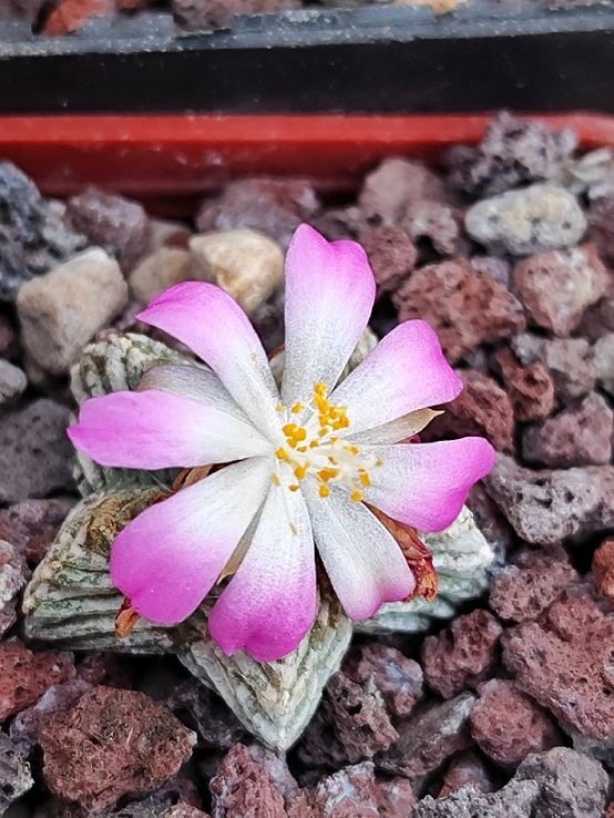aztekium valdezii