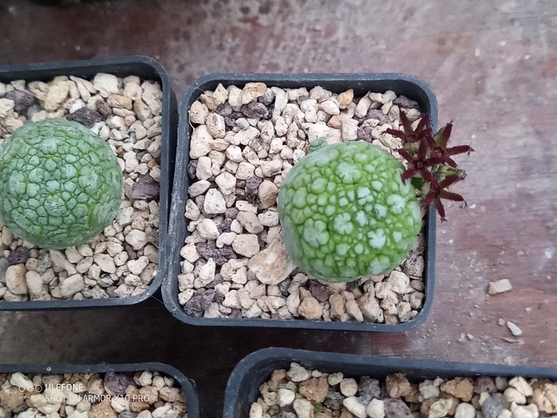 Pseudolithos migiurtinus 