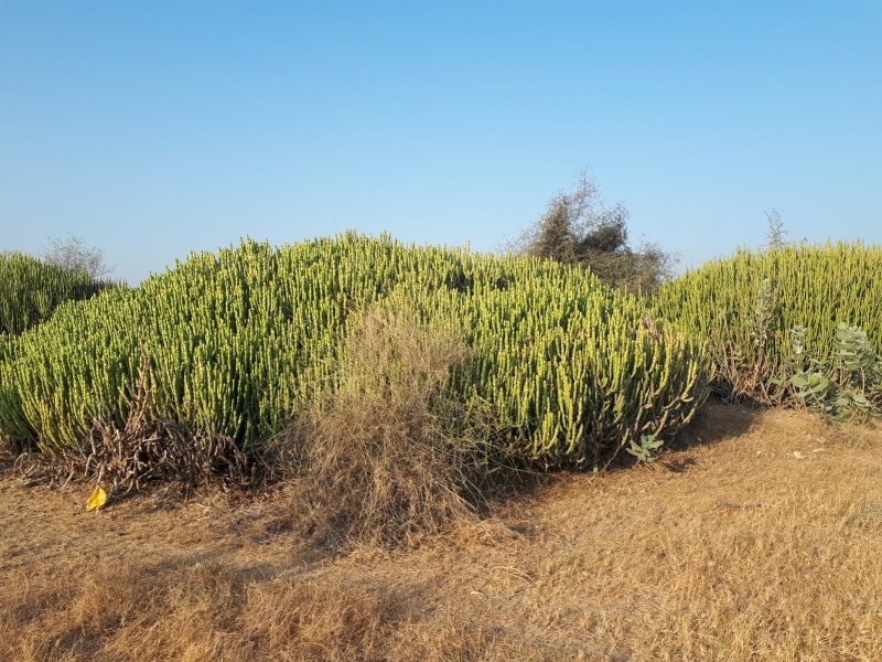 euphorbia caducifolia