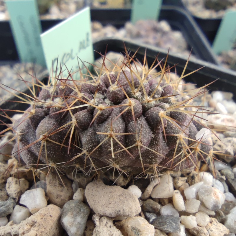 copiapoa columna-alba f. crestata