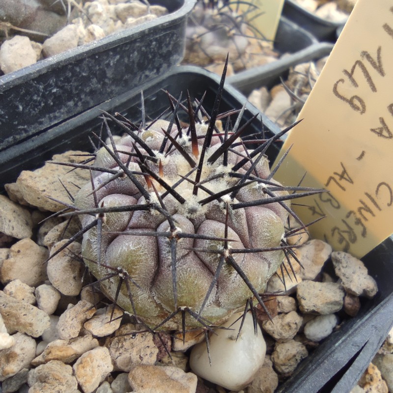 copiapoa columna-alba