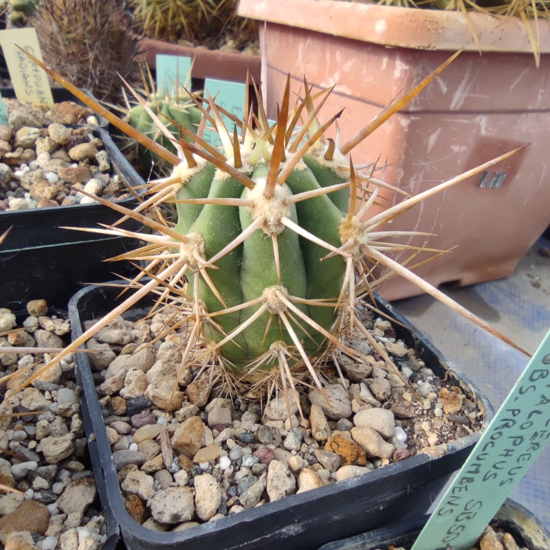 echinopsis chiloensis