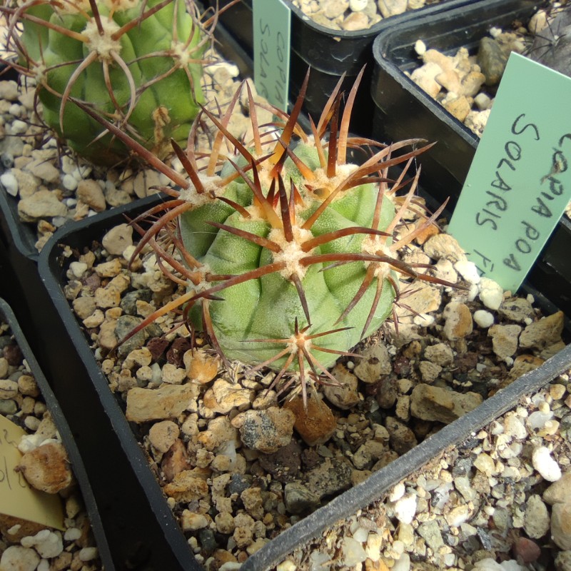 copiapoa solaris