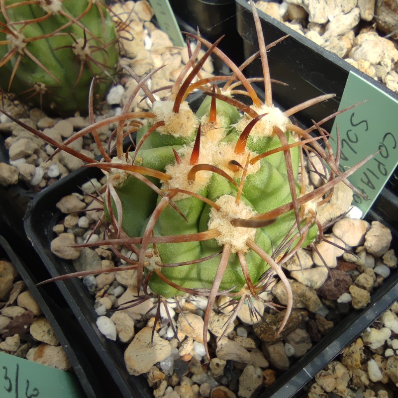 Copiapoa solaris FM 162