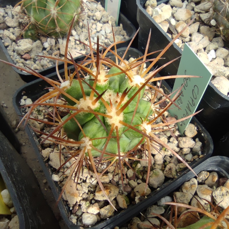 Copiapoa solaris FM 162