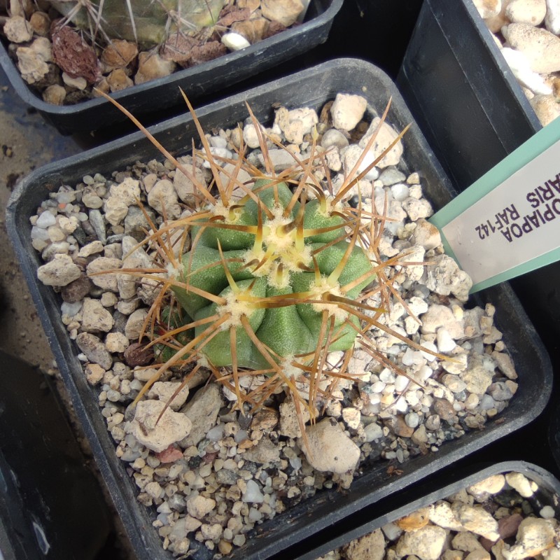 Copiapoa solaris RAF 142