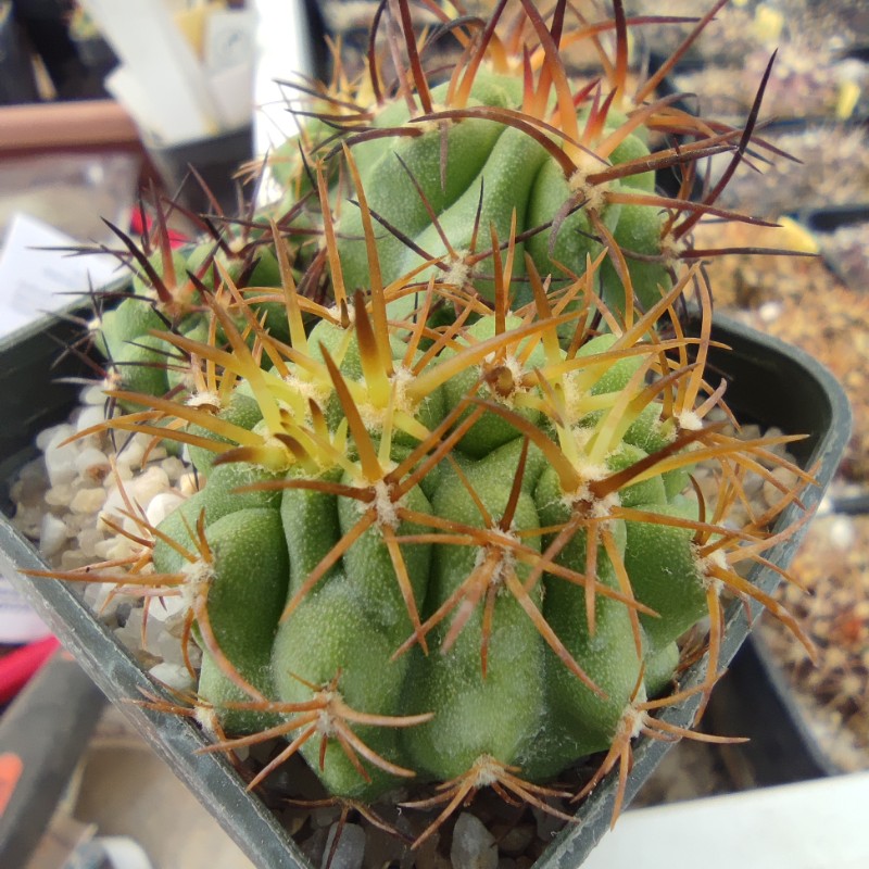 Copiapoa solaris RAF 142