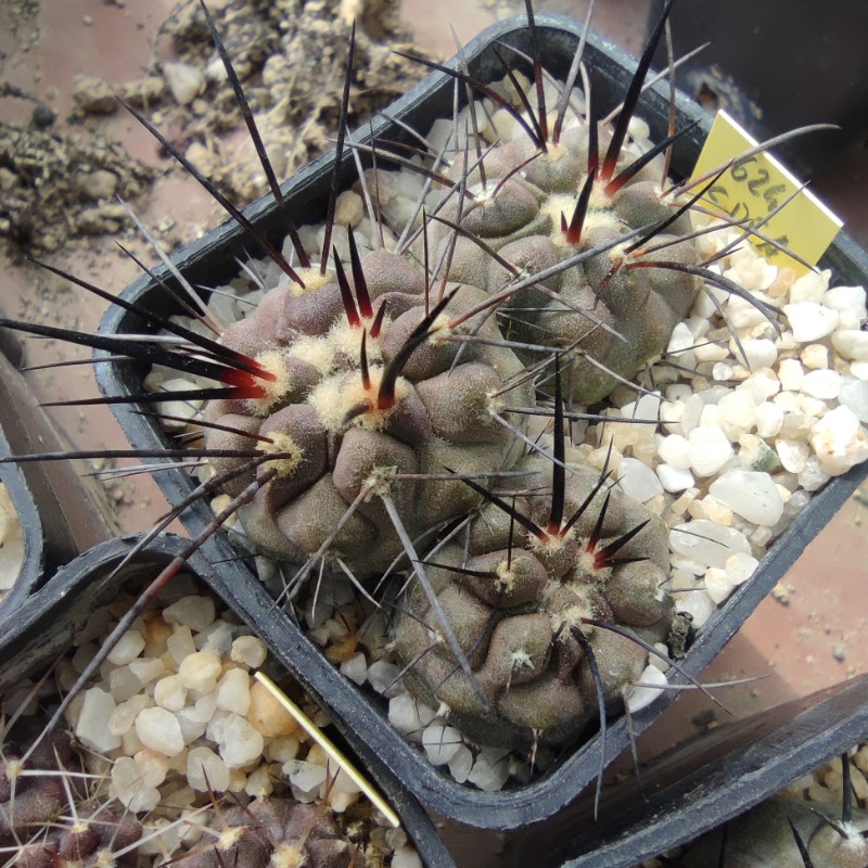 copiapoa dealbata