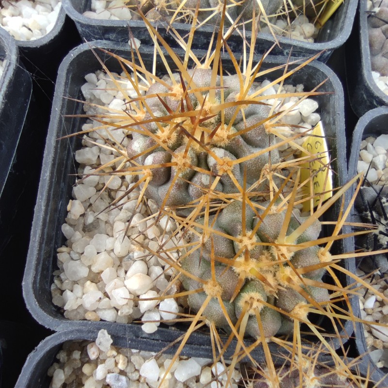 copiapoa eremophila