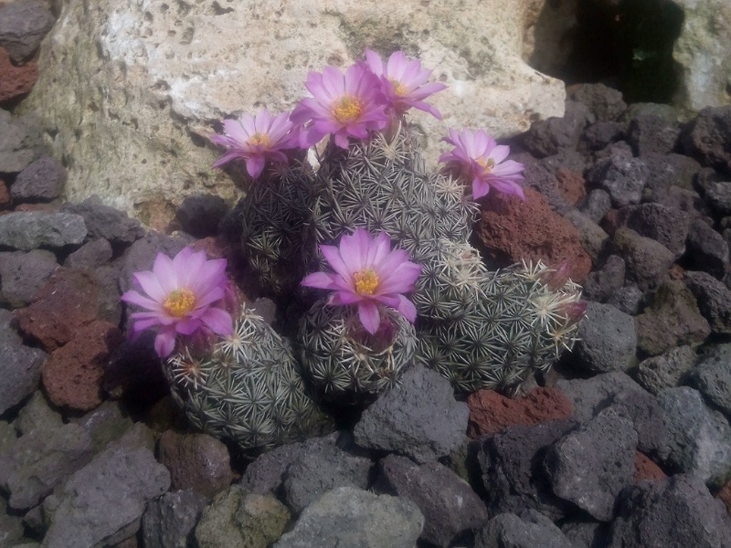 escobaria minima