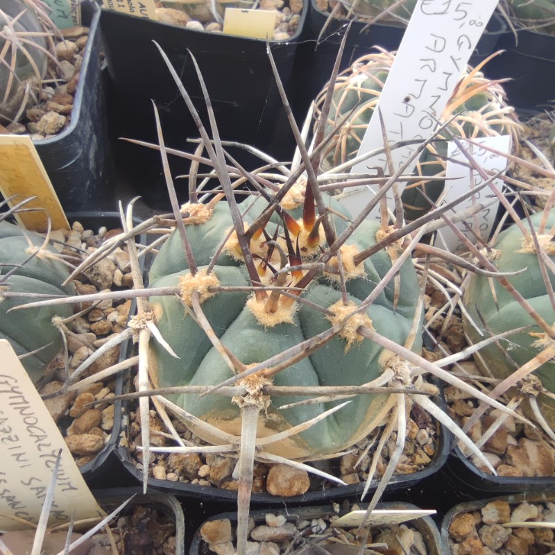 Gymnocalycium armatum 