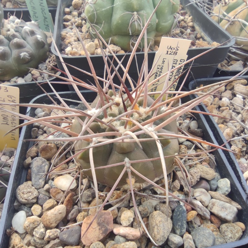 gymnocalycium glaucum