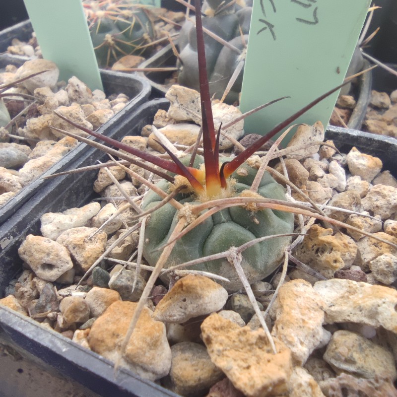 Gymnocalycium armatum VOS 503