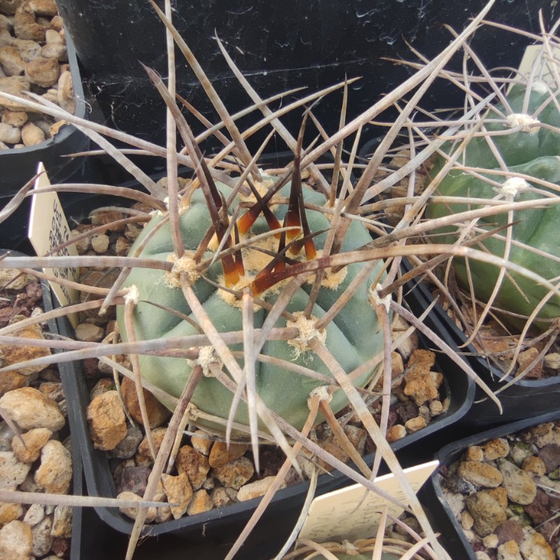 gymnocalycium armatum