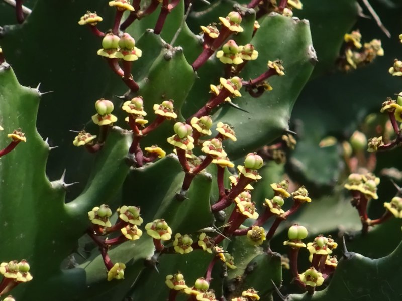 Euphorbia vajravelui 