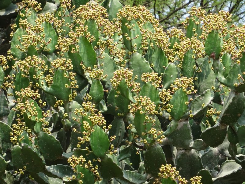 Euphorbia vajravelui 