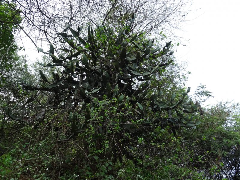 Euphorbia vajravelui 