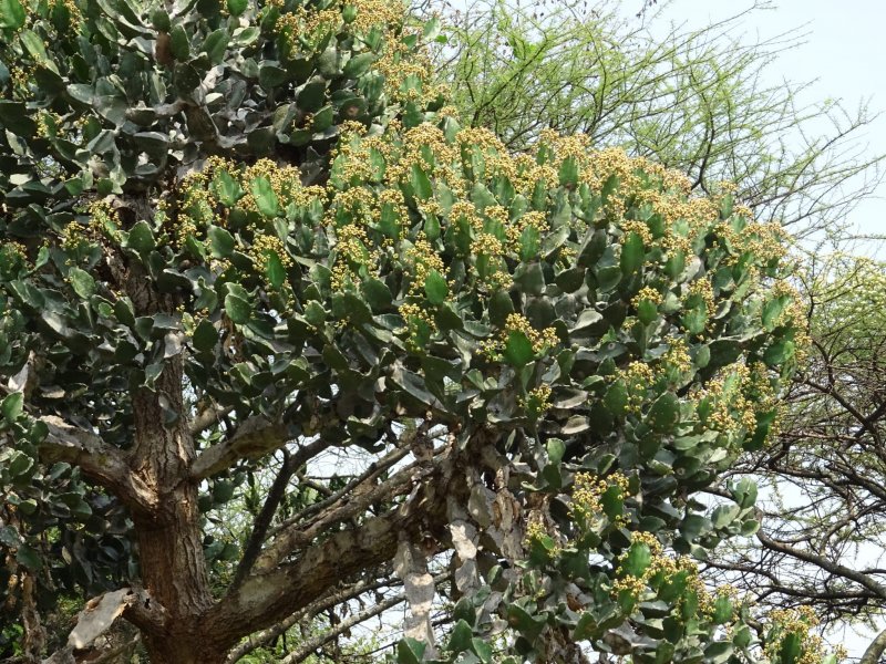 Euphorbia vajravelui 