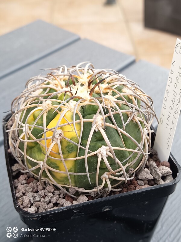Gymnocalycium spegazzinii 