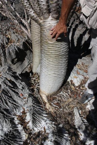 Pachypodium lamerei 