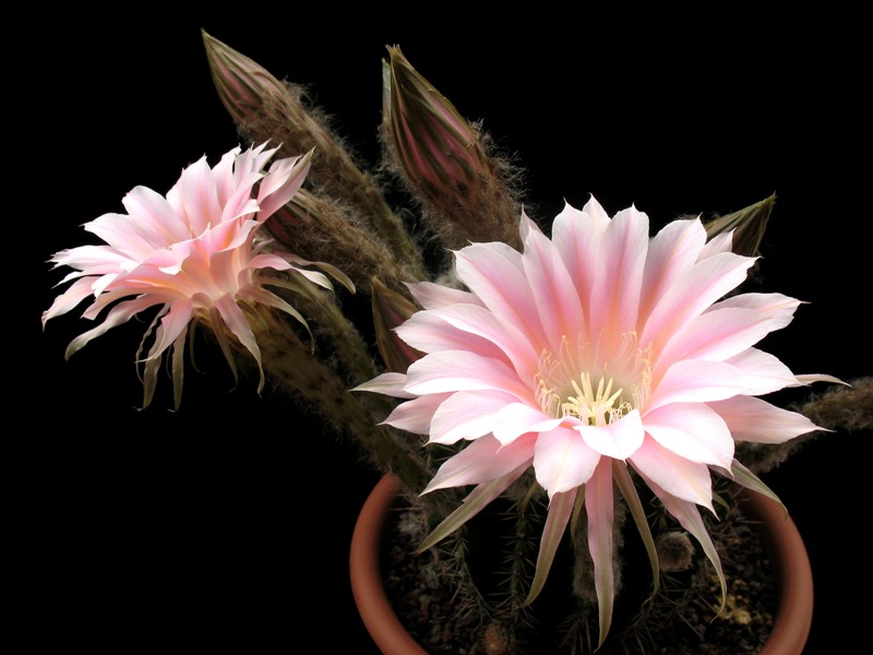 Echinopsis ibrido 