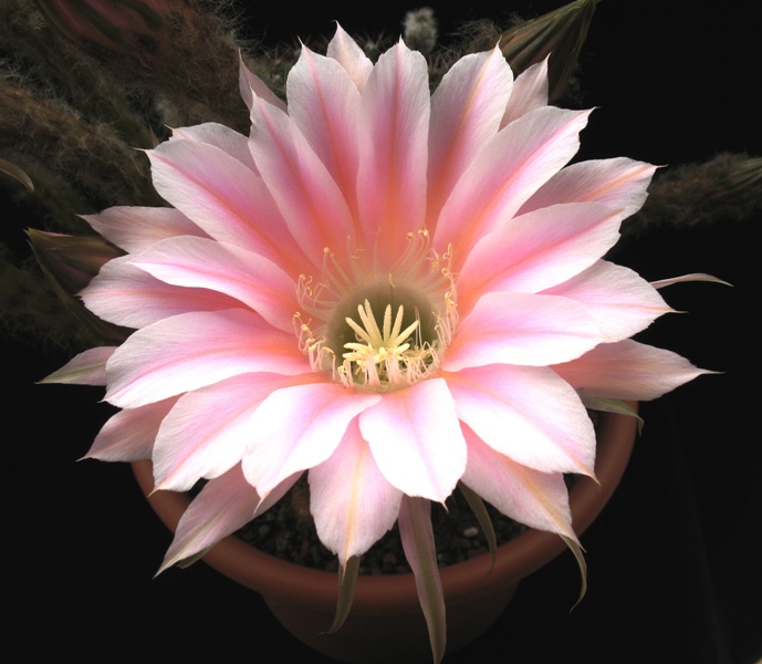 Echinopsis ibrido 