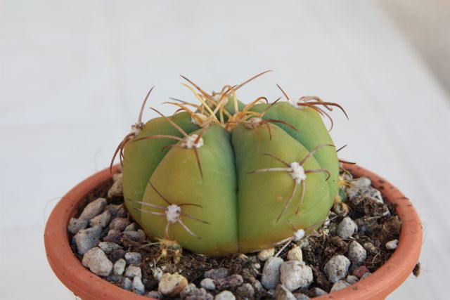 Gymnocalycium horstii v. buenekeri 