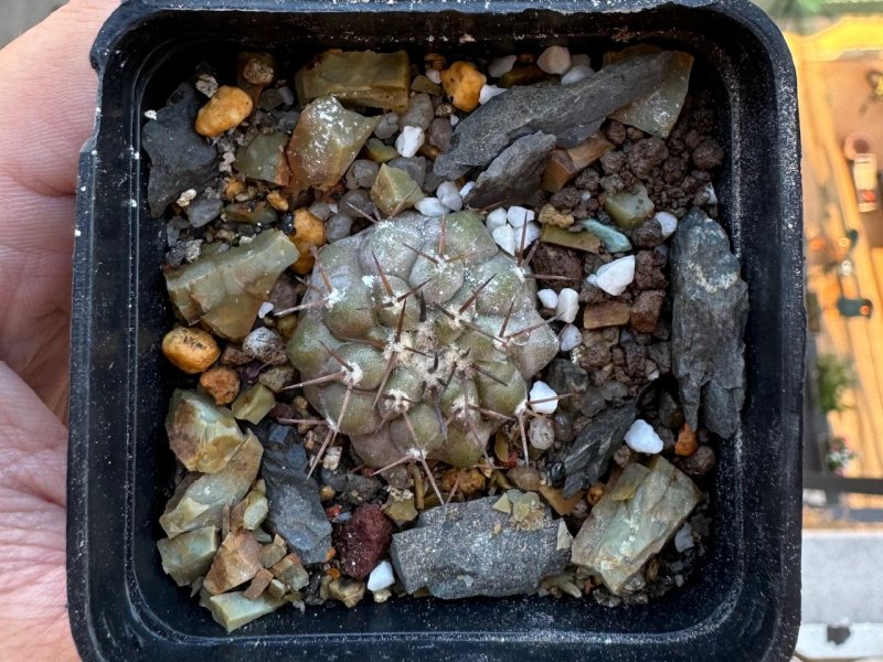 copiapoa columna-alba