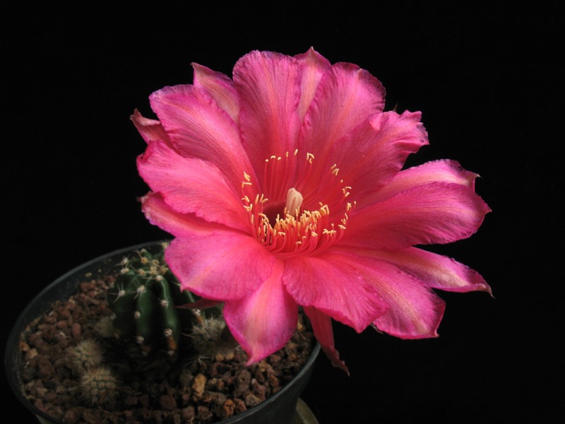 Echinopsis ibrido 