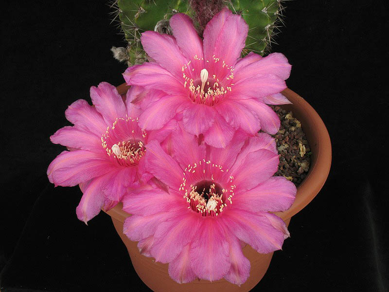 Echinopsis ibrido 